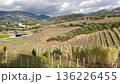 Landscape, panoramic vineyards in fall, winter against backdrop of mountains, blue skies in morning, and traditional houses. Agriculture in northern Italy, Europe. 136226455