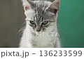 Cat Kitten Portrait Close-up Green Background Looking Down 136233599