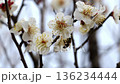 宮崎縣小林市綠丘公園的梅花和蜜蜂 136234444