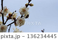宮崎縣小林市綠丘公園的梅花和蜜蜂 136234445