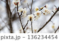 宮崎縣小林市綠丘公園的梅花和蜜蜂 136234454