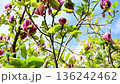 Pink, fucsia magnolia flowers blooming in tree in spring 136242462