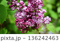 Lilac flowers violet lilac flower, easter, spring time 136242463