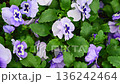 Purple pansies spring bed flowers closeup 136242464