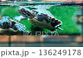 Small striped tropical decorative turtle in swimming aquarium in zoo store. High quality 4k footage 136249178