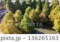Aerial View of Bald Cypress Trees in Autumn 136265163