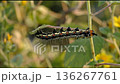 Striking Black and Yellow Caterpillar Crawling on Green Stem 136267761