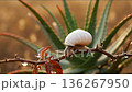 White Snail on Branch with Green Aloe Vera Succulent Leaves 136267950