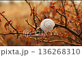 White Snail on Thorny Branch with Reddish Autumn Leaves 136268310