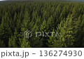 Aerial View of Lush Green Pine Forest: Serenity and Biodiversity of Nature Captured in Two Frames Displaying Dense Foliage and Vibrant Ecosystem 136274930