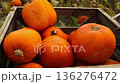 Red pumpkins display in wooden crates at farm market 136276472