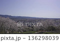 Cherry blossoms at Tokozan Park and the townscape of Izumi City 136298039
