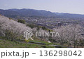 Cherry blossoms at Tokoyama Park and Izumi Station 136298042