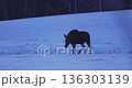 Wild moose walking in the winter landscape 136303139