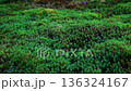 苔 136324167