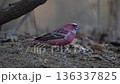 [Wild bird] A male Great Parrotfinch moves around in search of food 136337825