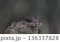 [Wild bird] A male Great Parrotfinch moves around in search of food 136337828