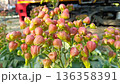 Bud of Bryophyllum plant , Hypericum Berry Flower Red in Bulk. Filler Flower . Hypericum Red 136358391