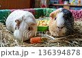Two cute guinea pigs eating carrots and pellets in a cozy indoor space during the day 136394878