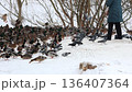 Winter landscape featuring a flock of mallard ducks and pigeons gathered on snow. 136407364