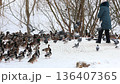 A woman feeding a flock of ducks and pigeons in a snowy park on a winter day. 136407365