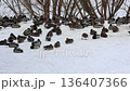 A tranquil winter landscape with many ducks and pigeons under snow. 136407366
