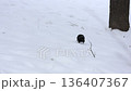 A black crow perches on snow near a tree, showing the simple beauty of a winter scene. 136407367