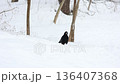 Majestic crow perched gracefully on the snow during winter, stark contrast against the backdrop. 136407368