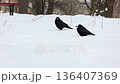 Black crows search for food in the snow of a winter park, with a bench and trees. 136407369