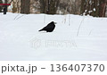 A black crow on the white snow field looking for food in winter, wildlife and bird watching. 136407370