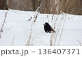 A lone rook standing on snow-covered ground, its dark feathers a contrast to the white winter 136407371