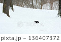 Two crows are looking for food in the park covered with snow on a winter day. 136407372