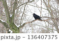 A lone raven on a snow-covered branch in a wintry forest, creating a stark, beautiful scene. 136407375