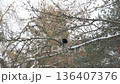 Crow on a Branch in Winter: Observation and Flight Sequence 136407376