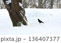 Black crow standing on snow in a winter park next to a tree on a cold day. 136407377