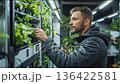 Man Inspecting and Managing Plants Indoor Farm 136422581