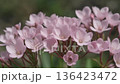 ピンク色の小花 136423472