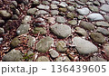 Shimada City, Shizuoka Prefecture: The cobblestones of Kikugawazaka on the Tokaido in winter 136439605