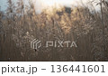 冬の野原でゆっくり揺れるすすき 136441601