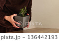 Woman has flower pot with rosemary. Growing rosemary at home. 4K 136442193
