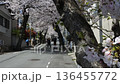 桜のトンネルの下で花見を擦る動画 136455772