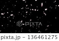 桜の花びらが落ちる映像素材　花びら大きめ 136461275