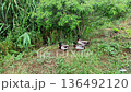 Ducks resting near a bush in a park during summer afternoon 136492120