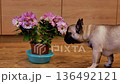 Dog smells flowers in home setting during bright afternoon 136492121