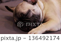 Sleeping dog rests on a soft surface in an indoor setting during the day near a cozy area 136492174