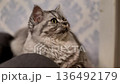 Cat with gray fur sits on the couch, sticking its tongue out at the camera in a home setting 136492179