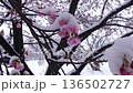Cherry blossoms in the snow 136502727