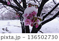 Cherry blossoms in the snow 136502730