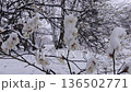 Snow-covered plum blossoms 136502771