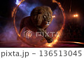 Majestic Lion Leaping Through Fiery Hoop in Cirque Performance 136513045